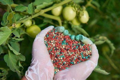تغذیه گوجه فرنگی