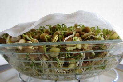 کاشت سبزه عدس