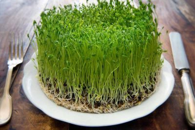کاشت سبزه عدس
