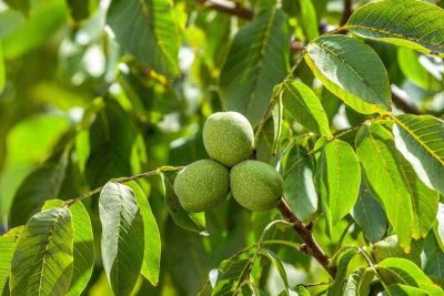 بهترین کود برای درخت گردو