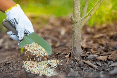 بهترین کود برای درخت گردو