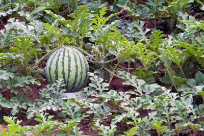 آبیاری هندوانه