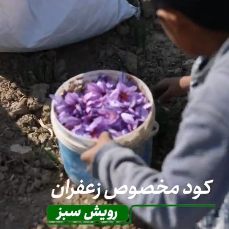 تاثیر گذاری عالی کودهای آلی مایع شرکت رویش سبز روی محصول زعفران