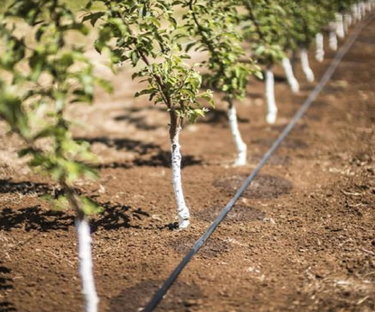 آبیاری پسته - اصول آبیاری و مدیریت منابع