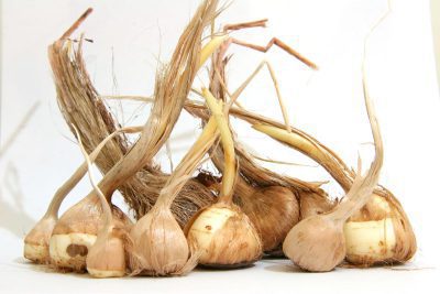 پرورش زعفران