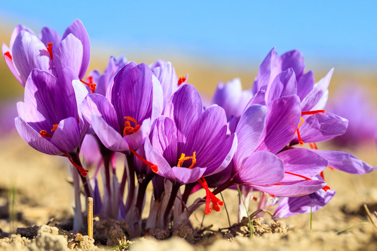 کوددهی زعفران